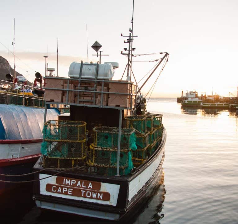 Cape’s small-scale fishers have to catch lobster for starvation wages