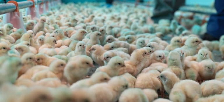 Cape Forum secures sponsorship of 2 000 chicks and feed for Skurweberg school from Astral Foods